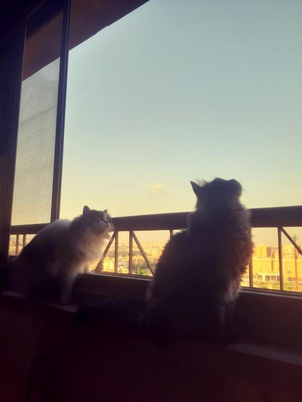 A Sunny Lovely Ladies Only Apartment